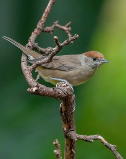 Blackcap, blackcap, blackcap, Sylvia atricapilla, birds, female, high size, portrait, passeri,