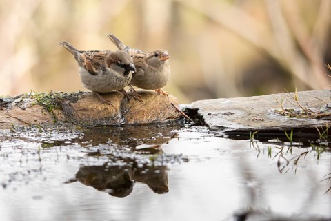 House Sparrow, Passer Domesticus, Sparrow, Bath, Bird Bath, Birds, Female, Male, Male, Passeri,