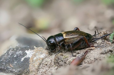 Field cricket, Gryllus campestris, ensifera, field cricket, crickets, insects, insects, long-feeler