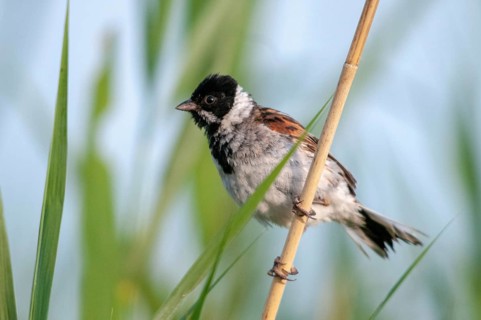 Emberiza Schoeniclus, Reed Bunting, Rohrrammer, Birds, Passeri, Songbirds, Birds