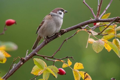 Tree sparrow, dog rose, Passer Montanus, pink canina, rosaceae, rose family, sparrow, autumn,