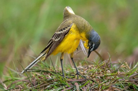 Motacilla flava, sheeptail, western yellow wagtail, yellow wagtail, birds, plumage care, male,