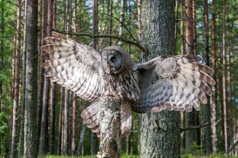 Bearded owl, Finland, Great Grey Owl, Strix nebulosa, birds, owls, female, flying, flight, owls,