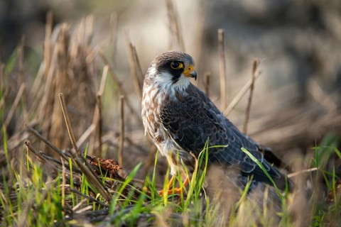 Falco vespertinus, red-footed falcon, red-footed falcon, birds, falconiformes, falcons, birds of