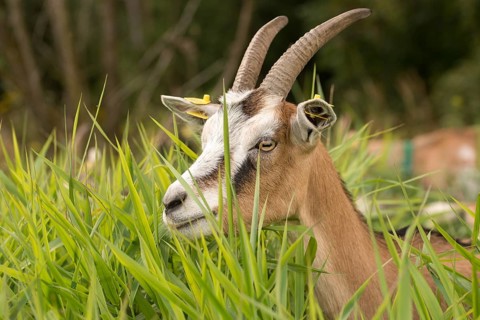 Artiodactyla, Capra aegagrus hircus, even-toed ungulate, domestic goat, cloven-hoofed, grazing,