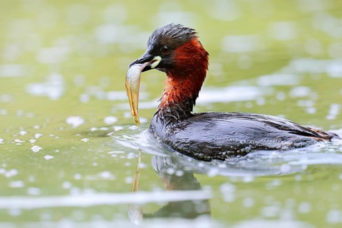 Little grebe (Tachybaptus ruficollis) with fish in its beak, North Rhine-Westphalia, Germany