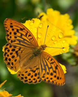 Argynnis paphia, imperial mantle, silver-washed fritillary, butterfly, high size, portrait format,