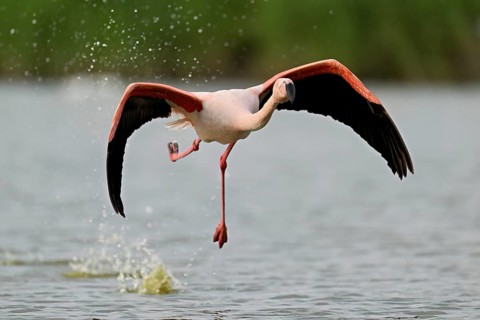 Pink flamingo (Phoenicopterus roseus), taking departure, Camargue Regional Nature Park, southern