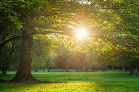 Bright evening sun over a green meadow in Englischer Garten park in Munich, Germany with trees,