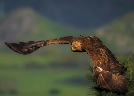 Golden eagle (Aquila Chrysaetos) in flight in the foothills of the Pyrenees in the province of