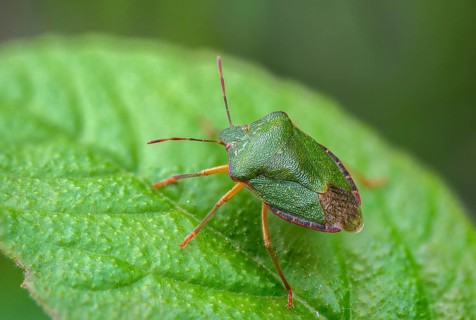Common stink bug, common greenling, green pentatomide bug, green stink bug, heteroptera, palomena