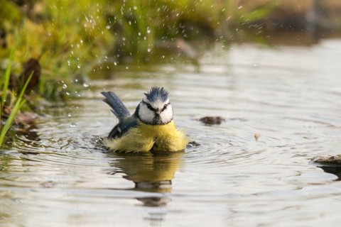 Blue tit, parus caeruleus, bath, bathe, bird bath, birds, tits, passeri, songbirds, tits, drinking