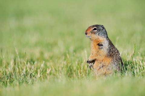 Columbia ground squirrel (Urocitellus columbianus, Spermophilus columbianus) sitting in a meadow,