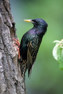 Starling, Sturnus vulgaris, birds, breed, brood cave, high size, portrait format, male, passeri,