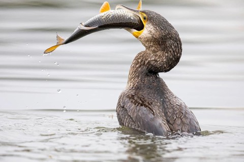 Great Cormorant (Phalocrocorax carbo) Germany