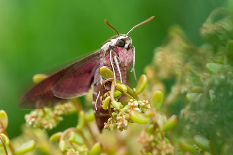 Hyles euphorbiae, milkweed swarmers, butterfly, insects, moths, moths, moths, butterfly, swarmer,
