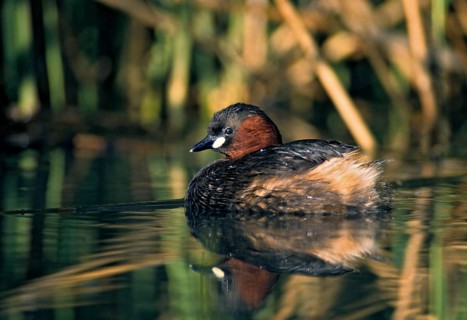 Littele Grebe, Tachybaptus Ruficollis, Little Grebe, Birds, Dabchick, Grebe, Grebe, Mirror,