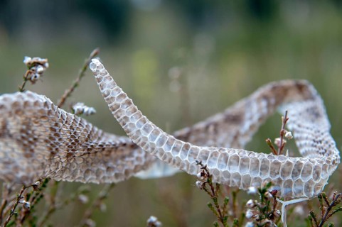 European adder, European viper, venomous snake, vipera berus, critters, poisonous, skin, molting,