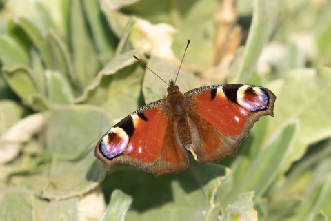 Peacock butterfly (Aglais io) adult insect resting on a plant leaf, England, United Kingdom