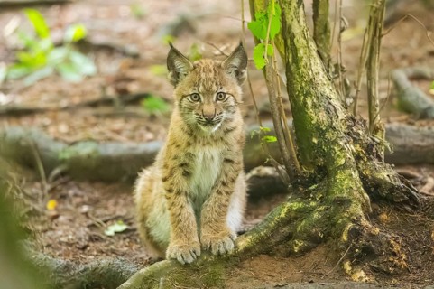Eurasian lynx (Lynx lynx) youngsters (cub) sitting in a forest, Bavaria, Germany