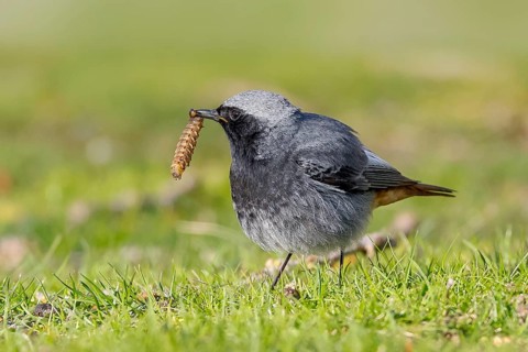 Redstart (Phoenicurus ochruros), male in a meadow with a thick caterpillar in his beak, nature