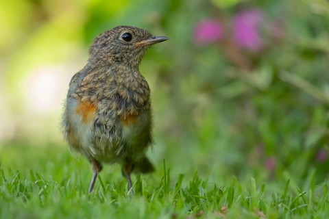 European robin (Erithacus rubecula) juvenile baby garden bird on a grass lawn in summer, England,