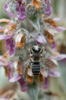 Leafcutter bee, brown-footed leafcutter, colorful leafcutter bee, hymenoptera, megachile