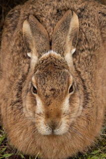 European brown hare (Lepus europaeus) adult animal resting in grassland, England, United Kingdom