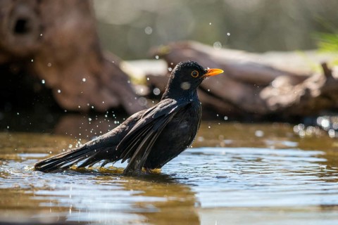 Blackbird, Turdus Merula, Bath, Bird Bath, Birds, Passeri, Songbirds, Songbirds, Potion, Birdbath,