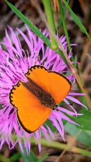 An orange butterfly, a male Duke of Burgundy (Lycaena virgaureae), is resting on a purple knapweed