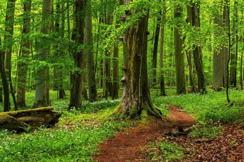A forest path, carpeted in reddish-brown leaves, winds its way between ancient European beech trees