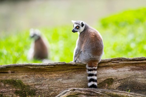 Ring-tailed lemur (Lemur catta) sitting on an old tree trunk, captive, Germany