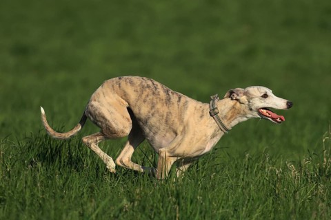 Whippet racing, Whippet running, A whippet shows off its speed on a green meadow, Racing whippet,