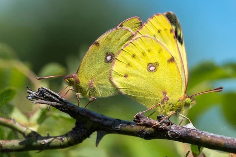 Mount Rana, Bohemian Highlands, Colias Hyale, Czech Republic, yellow haybutterfly, golden eight,
