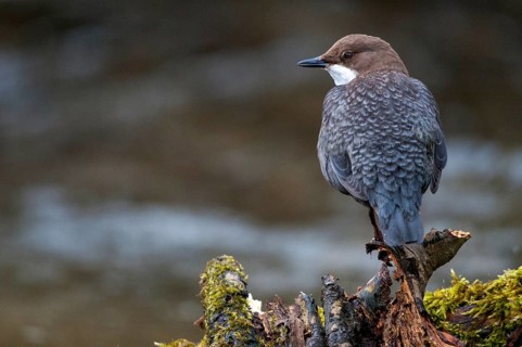 Cinclus cinclus, dippers, birds, passeri, songbirds, songbirds, birds