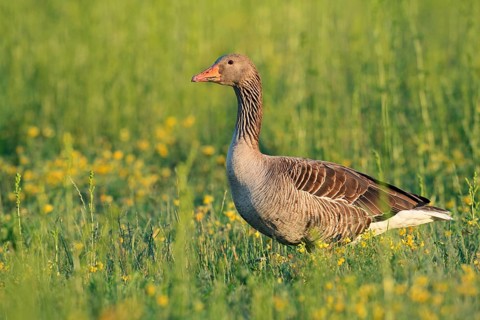 A greylag goose (Anser anser) stands in a meadow, North Rhine-Westphalia, Germany