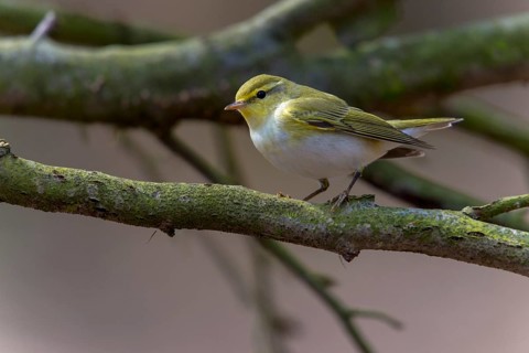 Phylloscopus sibilatrix, woodwarbler, birds, passeri, songbirds, songbirds, birds