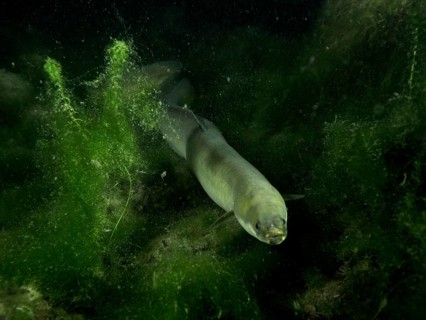 A European eel (Anguilla anguilla) moves through green algae in the water at night, dive site