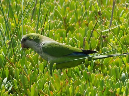 A green parrot, the monk parakeet (Myiopsitta monachus), explores its green surroundings, Gran