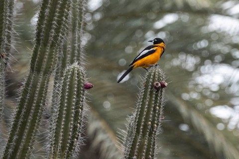 Venezuelan Oriole (Icterus icterus), Curacao
