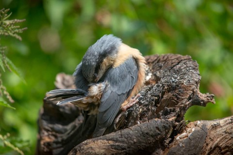 Nuthatch, Sitta Europaea, Birds, Plumage Care, Adolescent, Juvenile, Passeri, Preening, Songbirds,