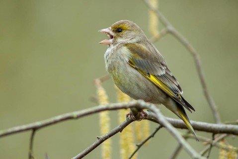 Carduelis chloris, chloris chloris, greenfinch, greenfinch, greenfinch, birds, female, passeri,
