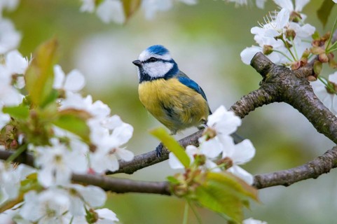 Blue tit, Parus caeruleus, birds, spring, garden, meadow orchard, tit, passeri, songbirds, song