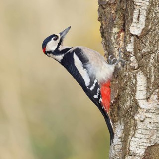 Great spotted woodpecker (Dendrocopus major), male, foraging on the trunk of a common birch (Betula
