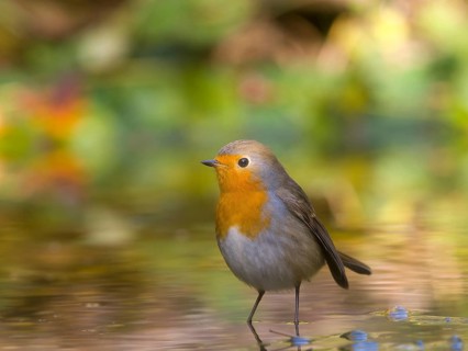 A robin (Erithacus rubecula) standing in shallow water, Hesse, Germany