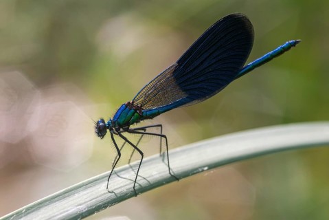 Banded demoiselle, calopteryx splendens, banded dragonfly, magnificent dragonfly, Bulgaria,