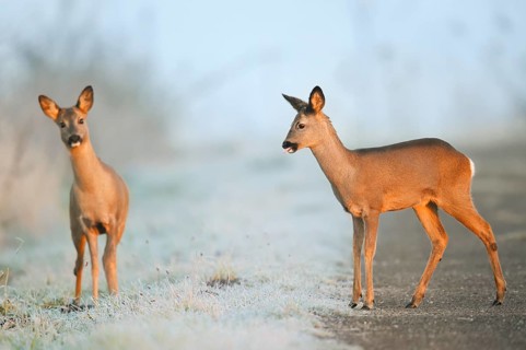 European roe deer (Capreolus capreolus), two does in winter, North Rhine-Westphalia, Germany