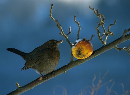 Blackbird, Turdus Merula, Apple, Birds, Female, Garden, Leo, Passeri, Songbirds, Thrush, Birds,