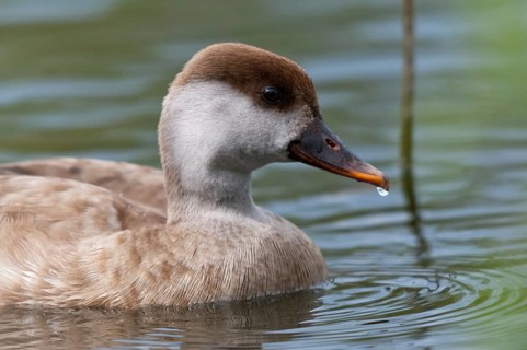 Common duck, netta rufina, red-crested pochard, anatidae, birds, ducks, ducks, ducks, female,