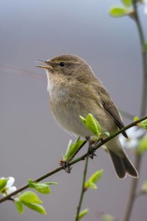 Chiffchaff, phylloscopus collybita, zilpzalp, birds, song, high size, portrait format, passeri,